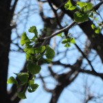 IMG_1432